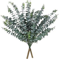 a bush with green leaves on it is in a wooden stick and has white background