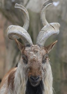 a goat with long hair and large horns