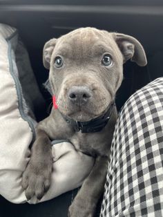 a puppy is sitting in the back seat of a car and looking at the camera