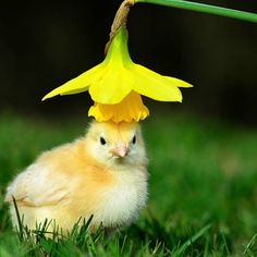 a small chicken sitting in the grass with a flower on top of it's head