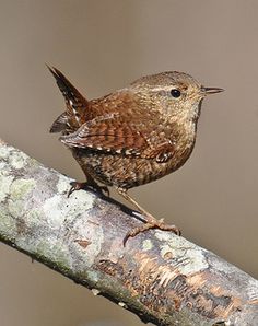 a small brown bird sitting on top of a tree branch