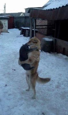 a woman is playing with her dog in the snow