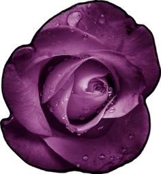 a purple rose with water droplets on it