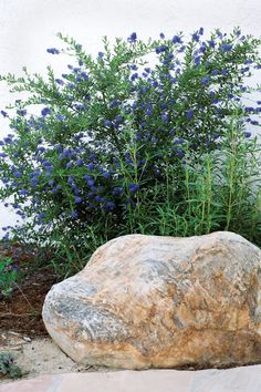 a large rock sitting in the middle of a garden next to a planter filled with blue flowers