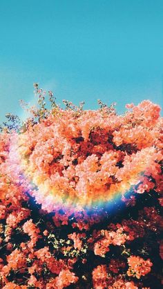 a rainbow in the middle of flowers with a blue sky behind it and a pink flower bush