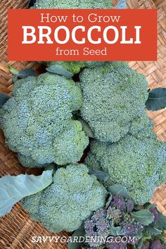 broccoli in a basket with the title how to grow broccoli from seed