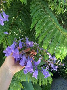 a hand holding purple flowers in front of green leaves