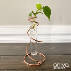 a glass vase with a plant in it