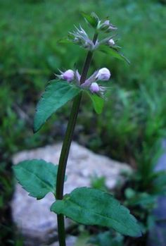 a small white flower with green leaves in the foreground