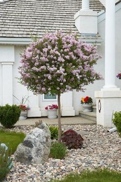 a small tree in front of a white house with purple flowers on it's branches