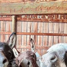 three donkeys standing next to each other in front of a wooden wall and fence