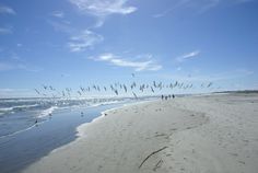 people walking on the beach with seagulls flying above them and in the water