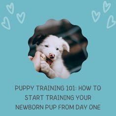 the puppy training 101 how to start training your newborn pup from day one is here