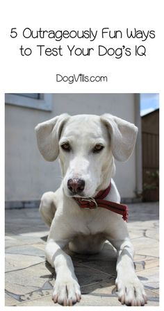 a white dog laying on top of a stone floor