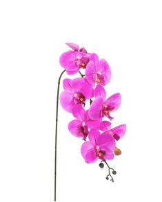 purple orchids are blooming in front of a white background