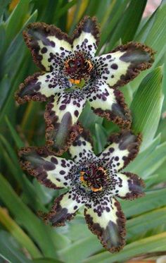 three flowers that are sitting in the grass next to each other on a plant with green leaves