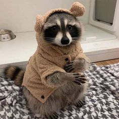 a raccoon dressed in a teddy bear outfit sitting on top of a bed