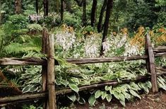 a wooden fence surrounded by lush green plants and white flowers in the background is a forest filled with tall trees