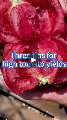 someone holding up some red peppers in their hand with the words three tips for high tomato yield