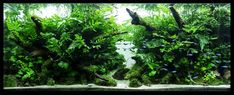 an aquarium filled with lots of green plants