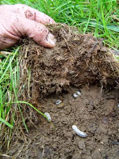 someone is digging in the dirt with their hand on top of some grass and small white bugs