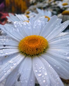 a white daisy with yellow center surrounded by water droplets