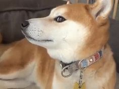 a brown and white dog sitting on top of a couch next to a chair with its head up