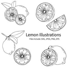 lemons with slices and leaves on a white background, hand drawn illustration in line art style