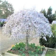 a tree with white flowers in a planter