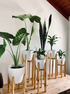 there are many potted plants on the table in front of each other, including one large plant