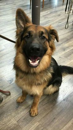 a brown and black dog sitting on top of a hard wood floor