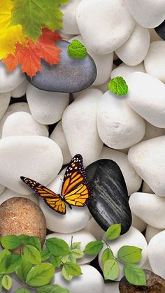 some rocks and leaves with a butterfly on it's back ground that says, se e para amar, entrao, ame, seja o que de desusquier