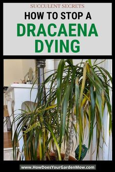 a houseplant with the title how to stop a dracaena dying