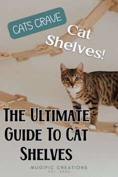 A bengal cat walking on vertical cat shelving. Cat Climbing Shelves Diy, Cat Wall Design Ideas, Diy Cat Bridge Easy, Wall Shelves For Cats, Cat Shelf Ideas, Cat Wall Shelves Catwalks