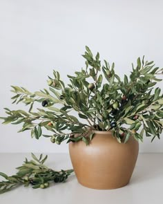 a potted plant sitting on top of a table next to some leaves and berries