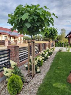 there is a small tree in the middle of this yard with white flowers and greenery