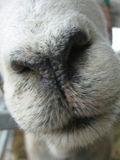 a close up view of the nose of a dog