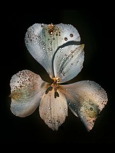 a white flower with water droplets on it's petals in the dark, against a black background