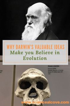 an image of a skull with the caption why dawn's valuable ideas make you believe in evolution