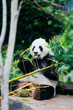 a panda bear sitting on the ground eating bamboo