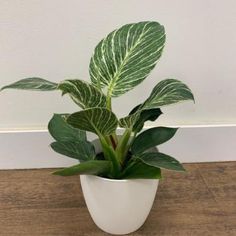 a green plant in a white pot on a wooden floor next to a white wall