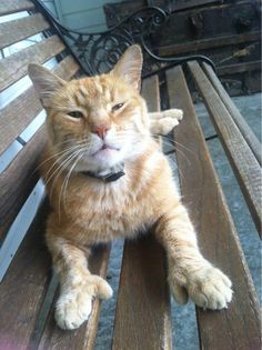 an orange cat sitting on top of a wooden bench