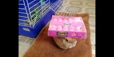 a cat wearing a peeps box hat on top of it's head in front of a cage