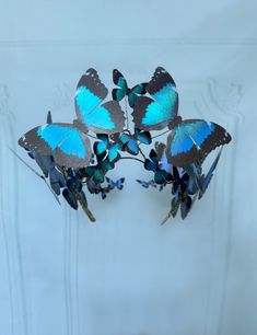 several blue butterflies on top of each other