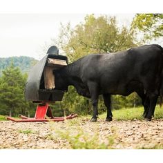 a black cow standing next to a red fire hydrant