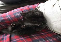 a small black kitten laying on top of a red and blue plaid couch pillow with its paws hanging out