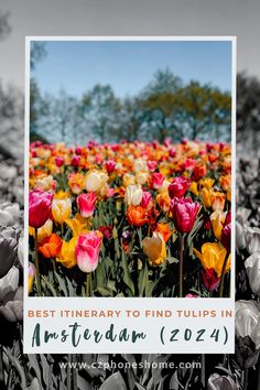 a field full of flowers with the words best itinerary to find tulips in