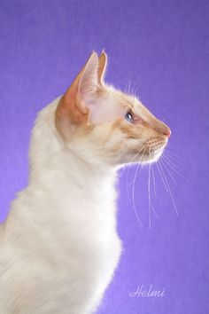 an orange and white cat sitting on top of a purple background