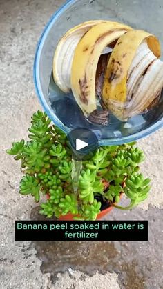 banana peels in water is fertilizer on the ground next to some plants