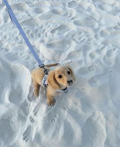 a small dog on a leash standing in the snow